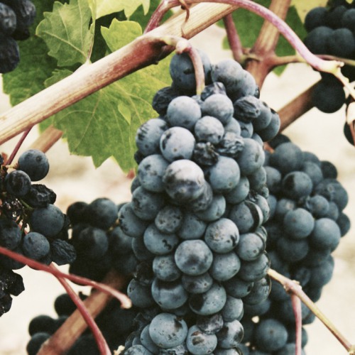 Reserva Tinto 2022